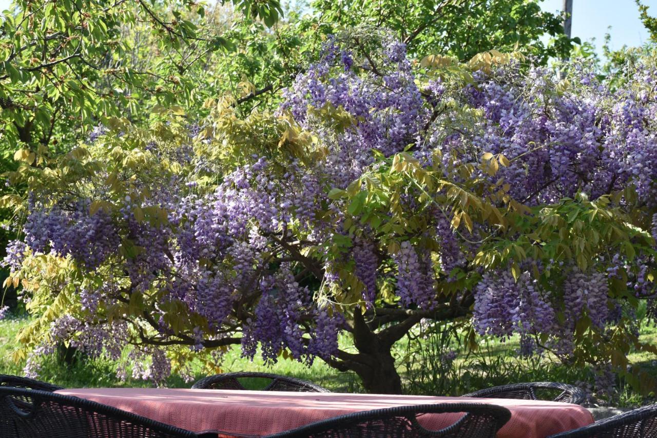Apartment Pergola 포르토로즈 외부 사진